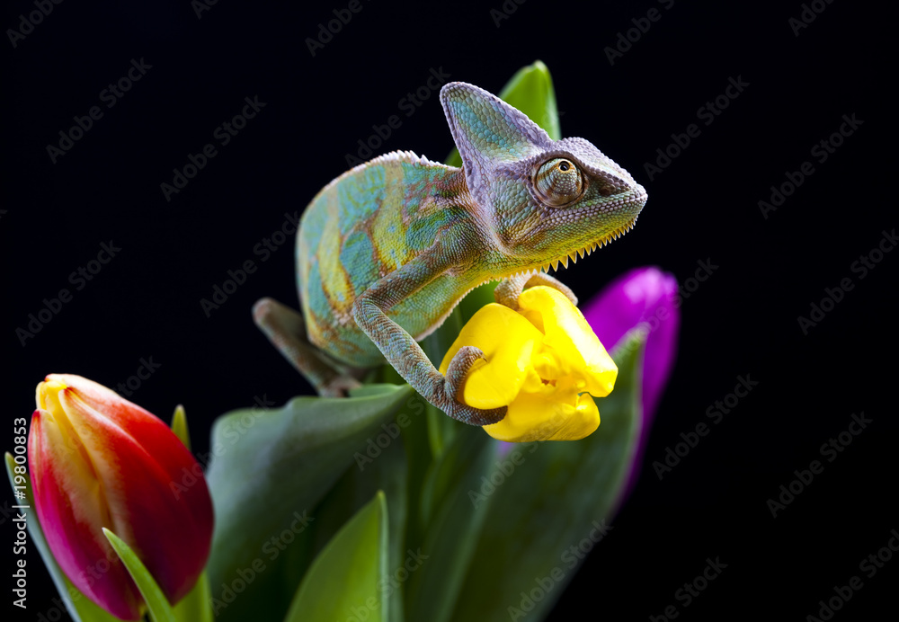 Fototapeta premium Flower on chameleon