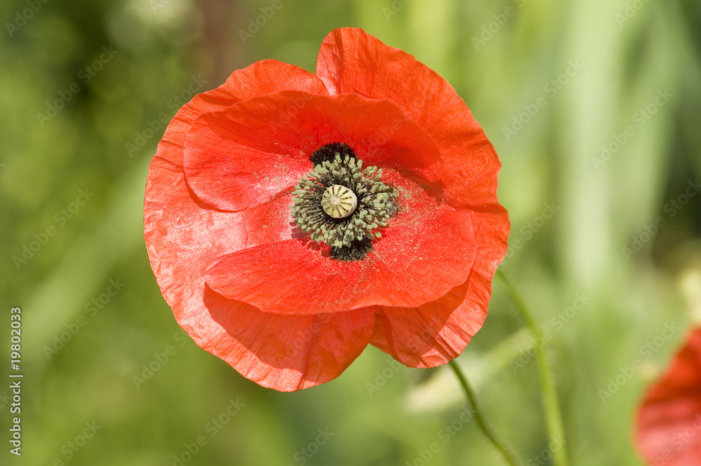 Fototapeta premium mak