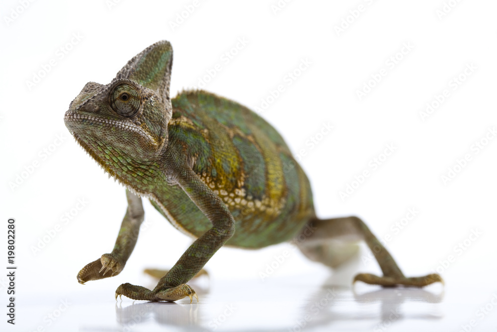 Obraz premium Lizard