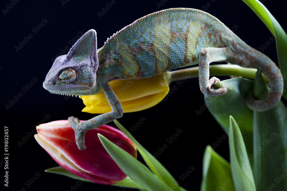 Fototapeta premium Flower on chameleon