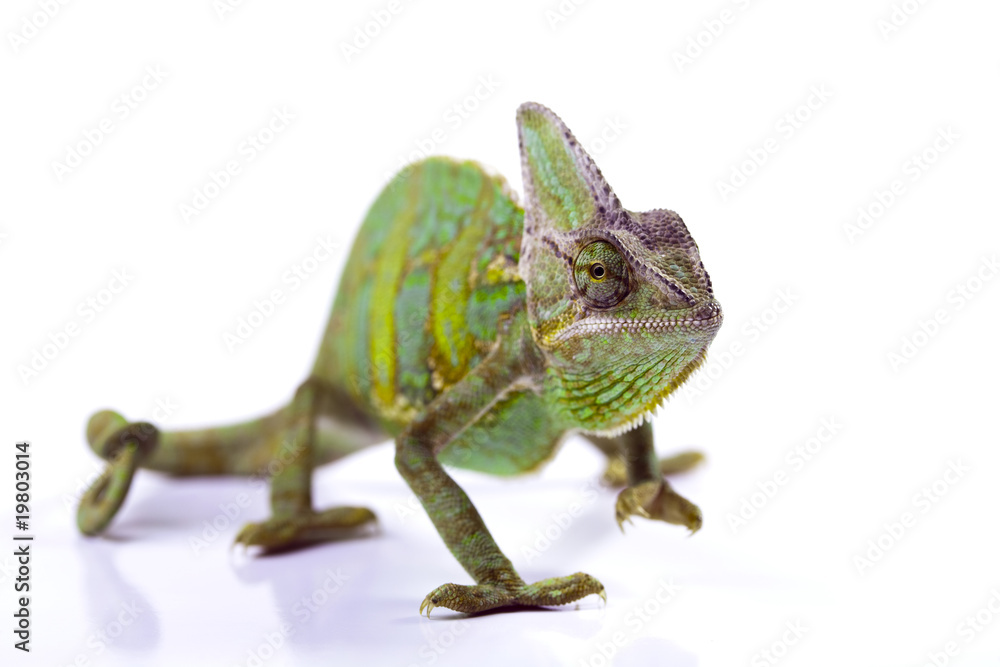 Obraz premium Dragon