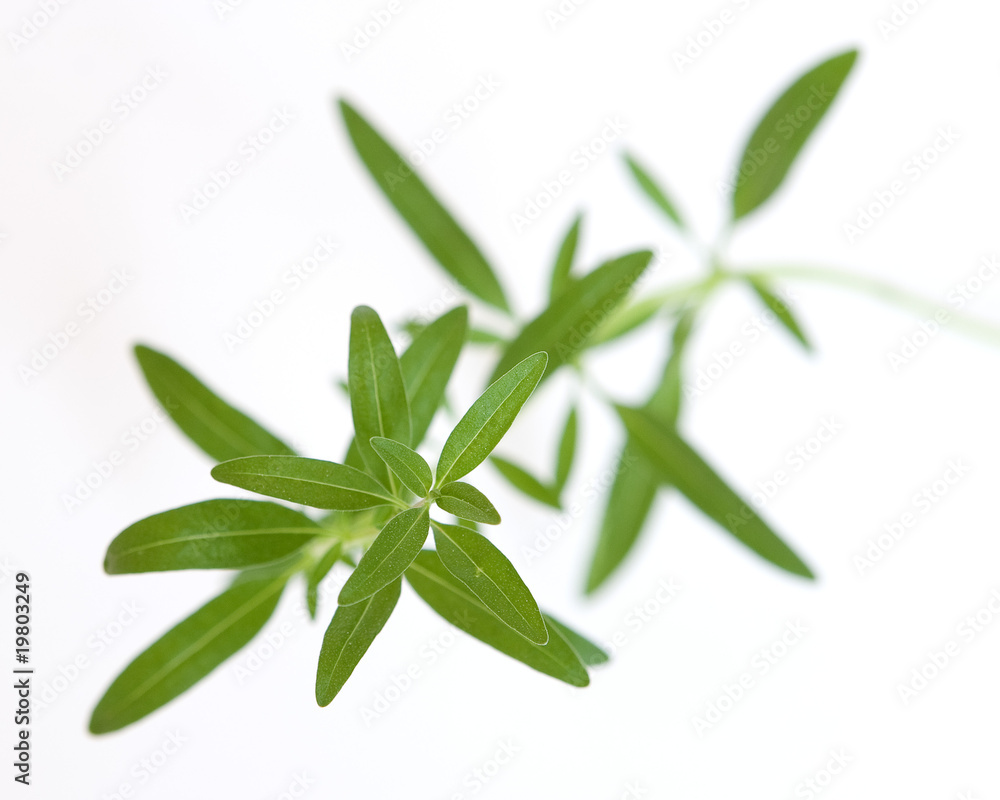 Obraz premium staudenbohnenkraut