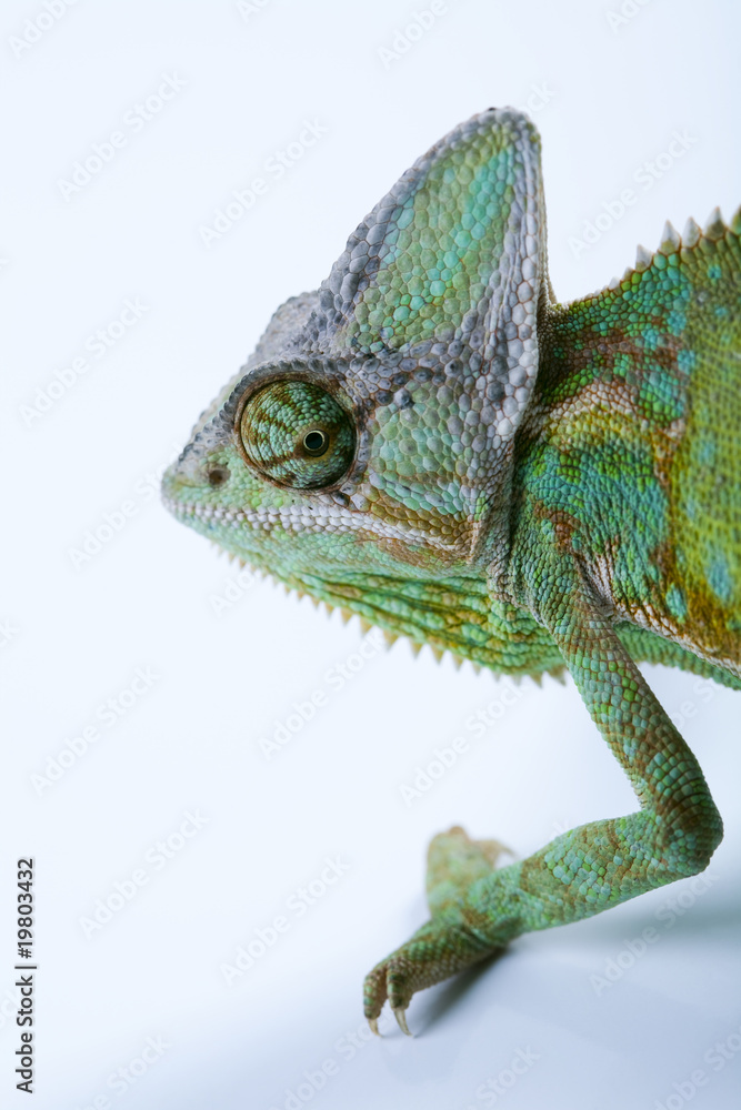 Obraz premium Chameleon