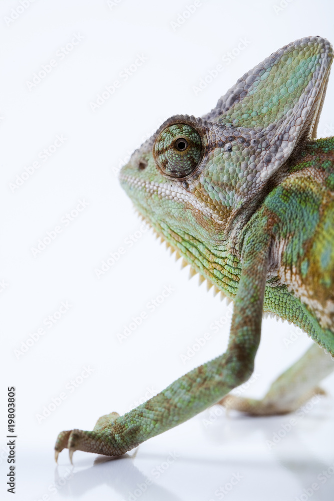 Obraz premium Chameleon isolated over white background