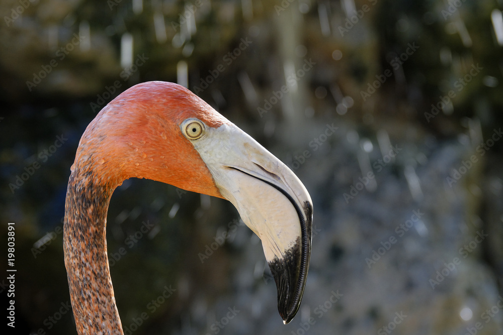 Fototapeta premium Flamand rose