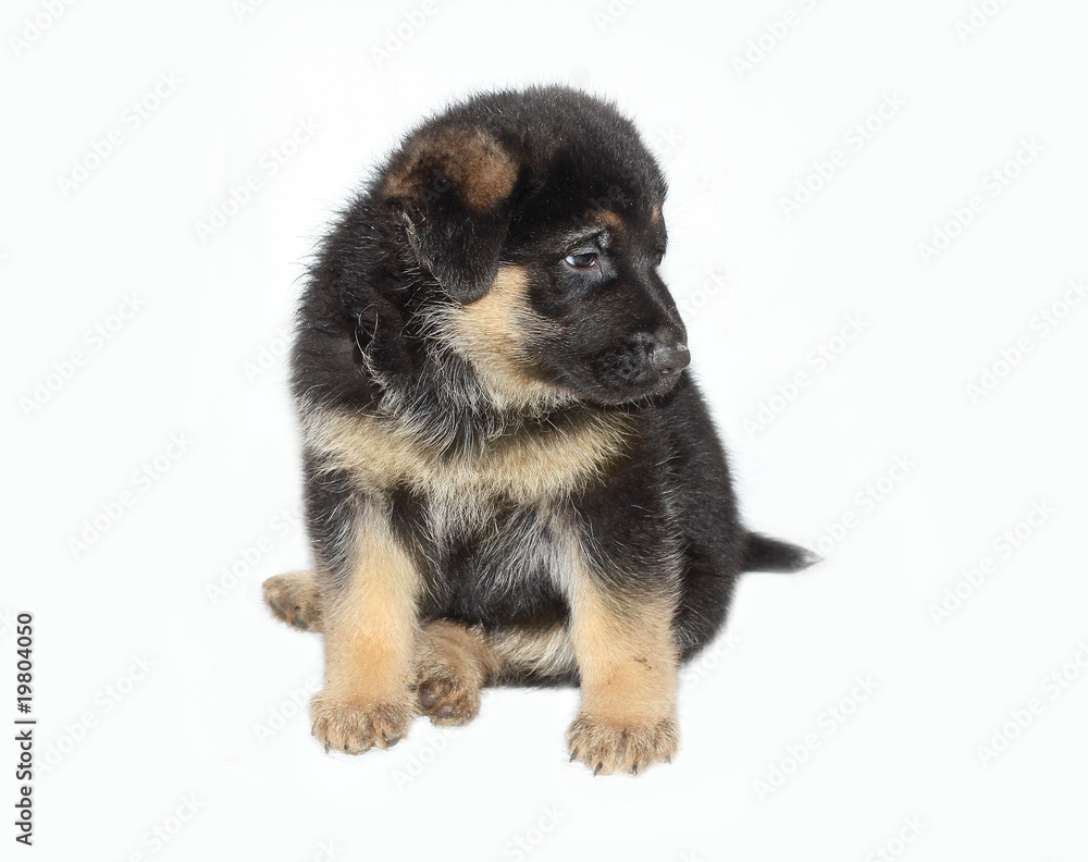 Fototapeta premium cucciolo pastore tedesco