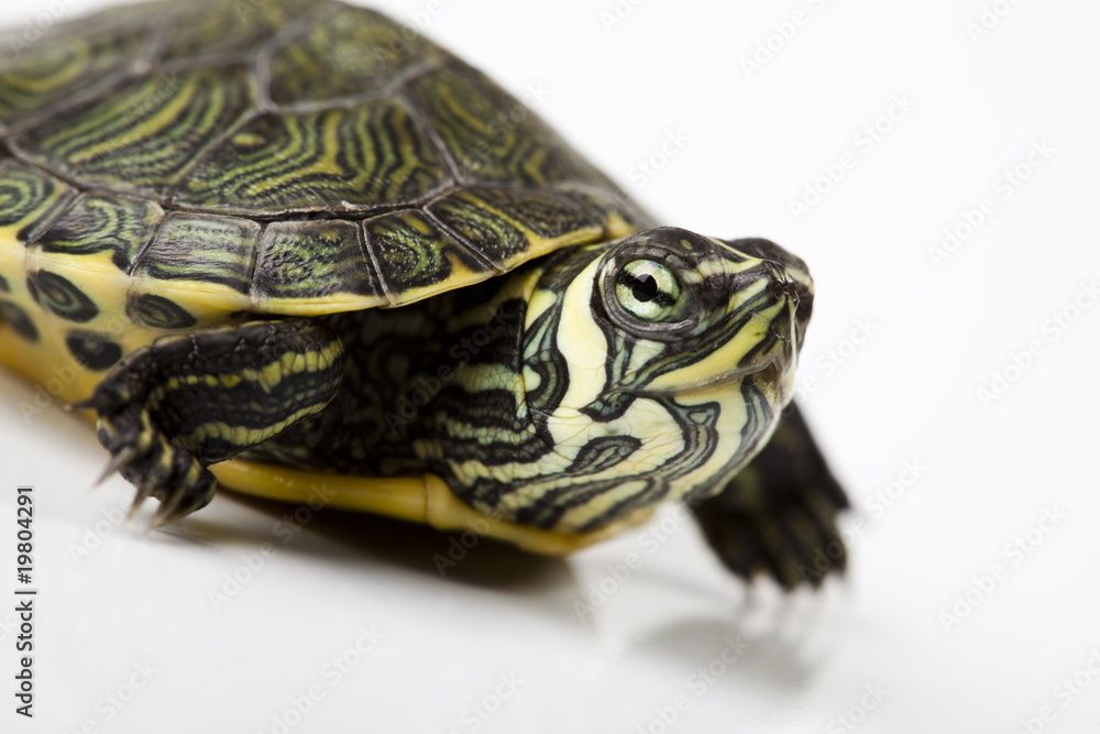 Turtle as a pet