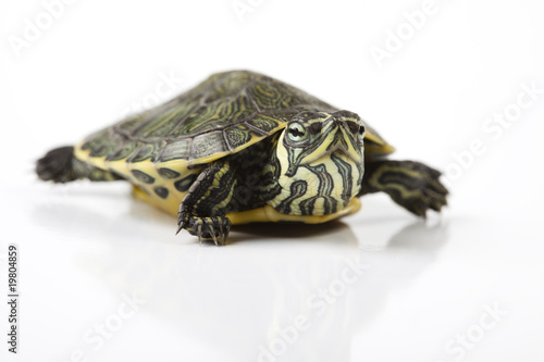 Turtle and carapace