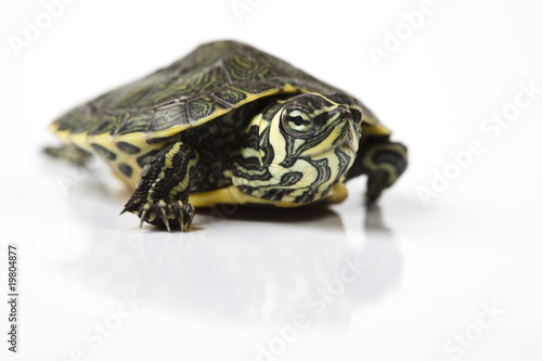 Reptile - turtle