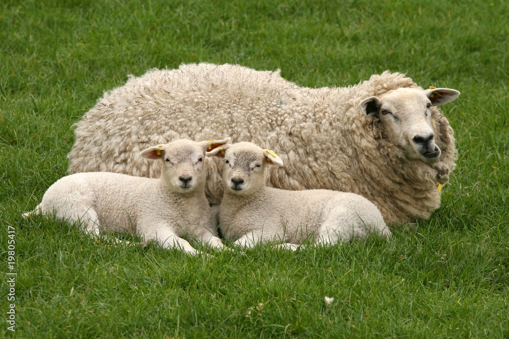Mother sheep with two little lambs in the grass looking at you Mother sheep with two little lambs in the grass looking at you