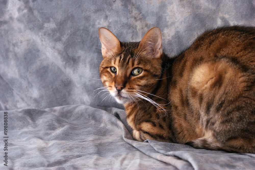 portrait of bengal portrait of bengal
