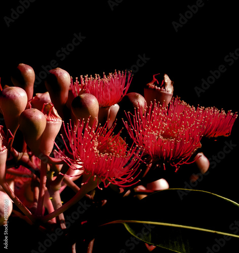 abstract on black - red flowers eucalyptus phytocarpa photo