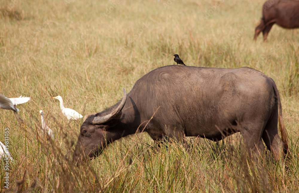 Obraz premium buffalo