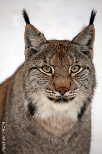 Lynx © www.tierfilmer.info