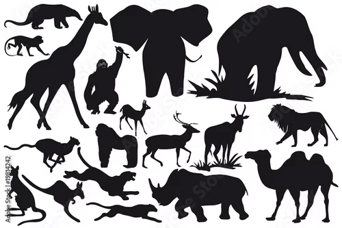 Fototapeta zwierzęta