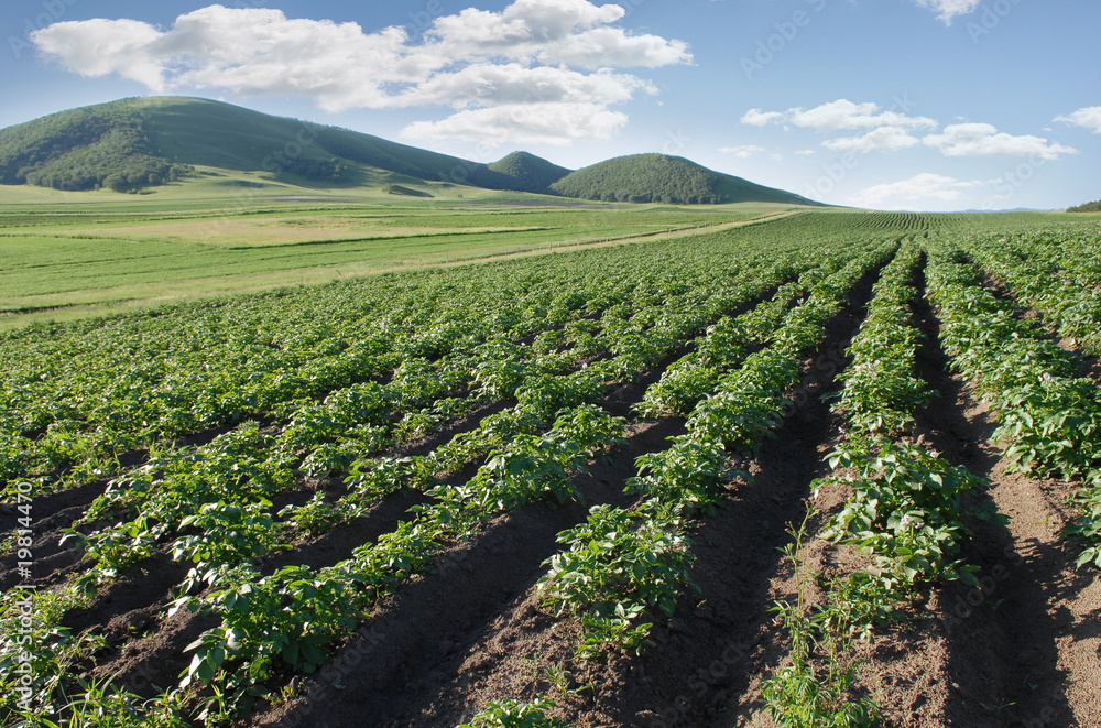 Farming a Potatoes Field
