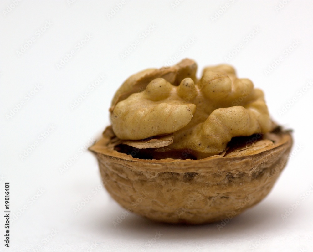 a walnut isolated a walnut isolated