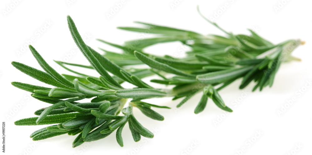 Fototapeta premium The branch of rosemary on a white background