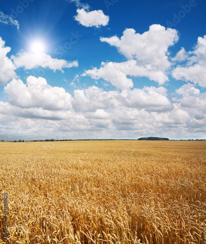 field of wheat and beautiful blue sky