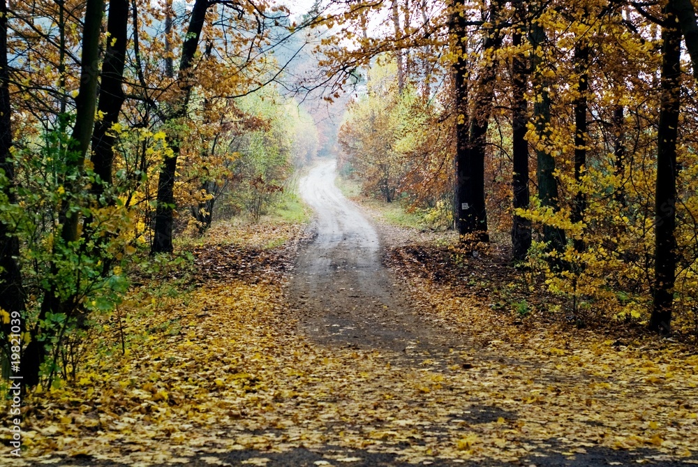 Obraz premium autumn in forest