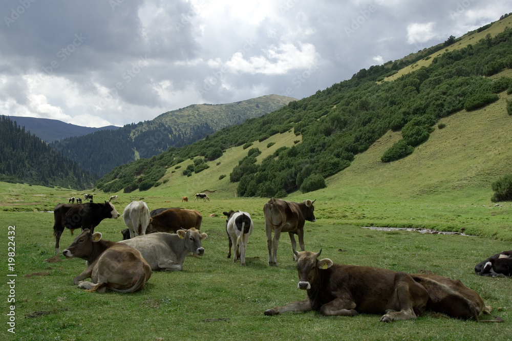 alpine meadow