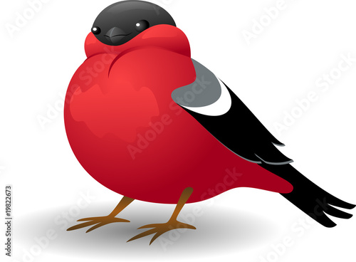 Bullfinch