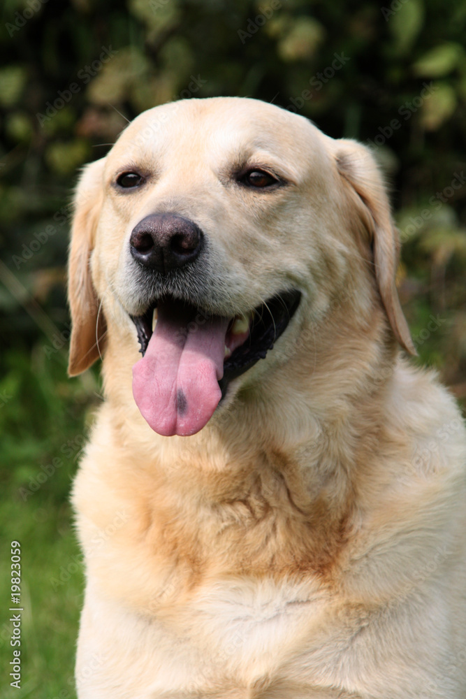 Cremefarbener Labrador Retriever