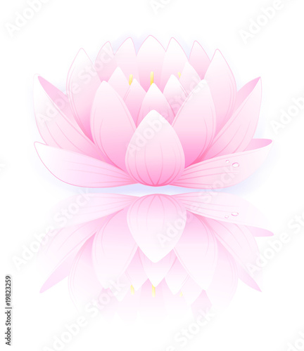 Pink lotus © Anna Rassadnikova