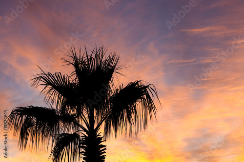 Palm tree silhouette