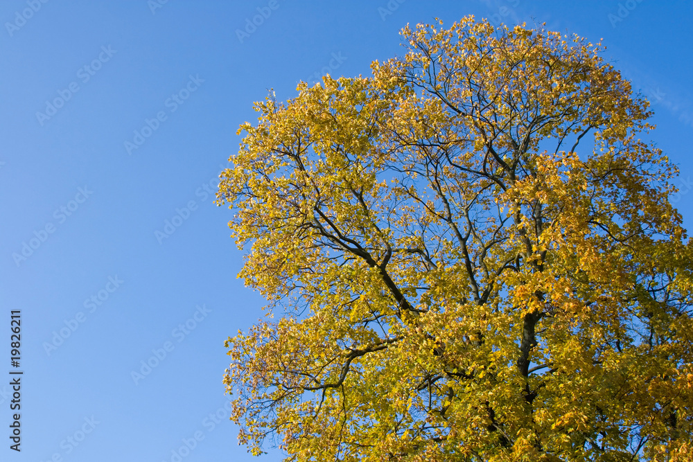 Autumn background Autumn background