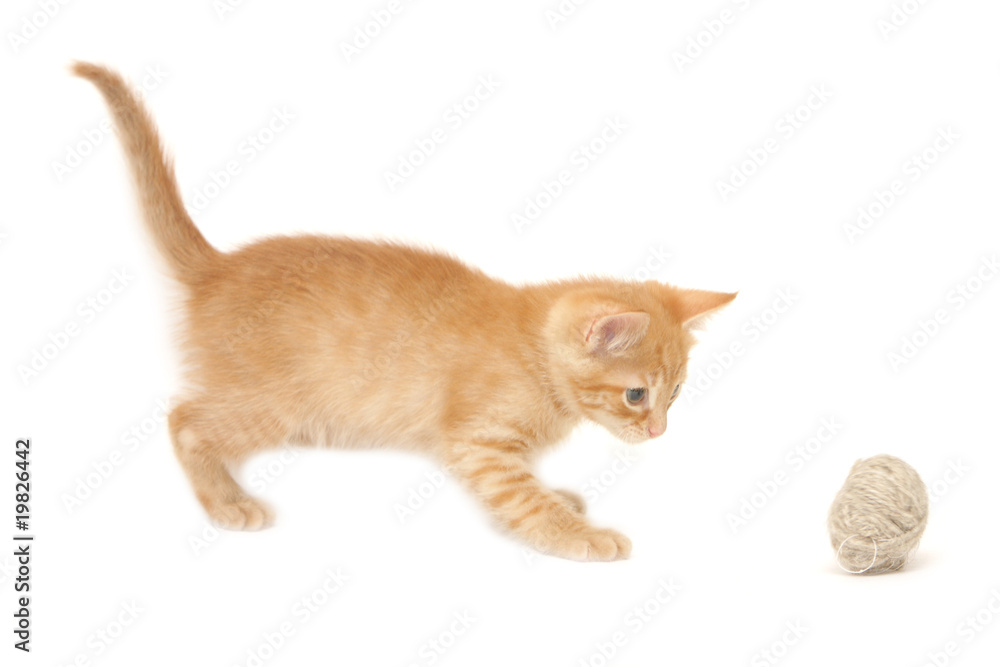 Ginger kitten palying with ball isolated on white