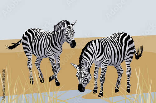 Zebras