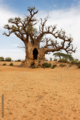 Leinwand Poster sable et baobab