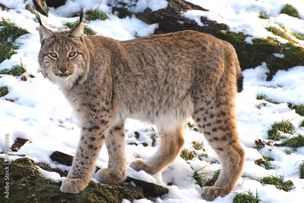 Obraz premium Luchs