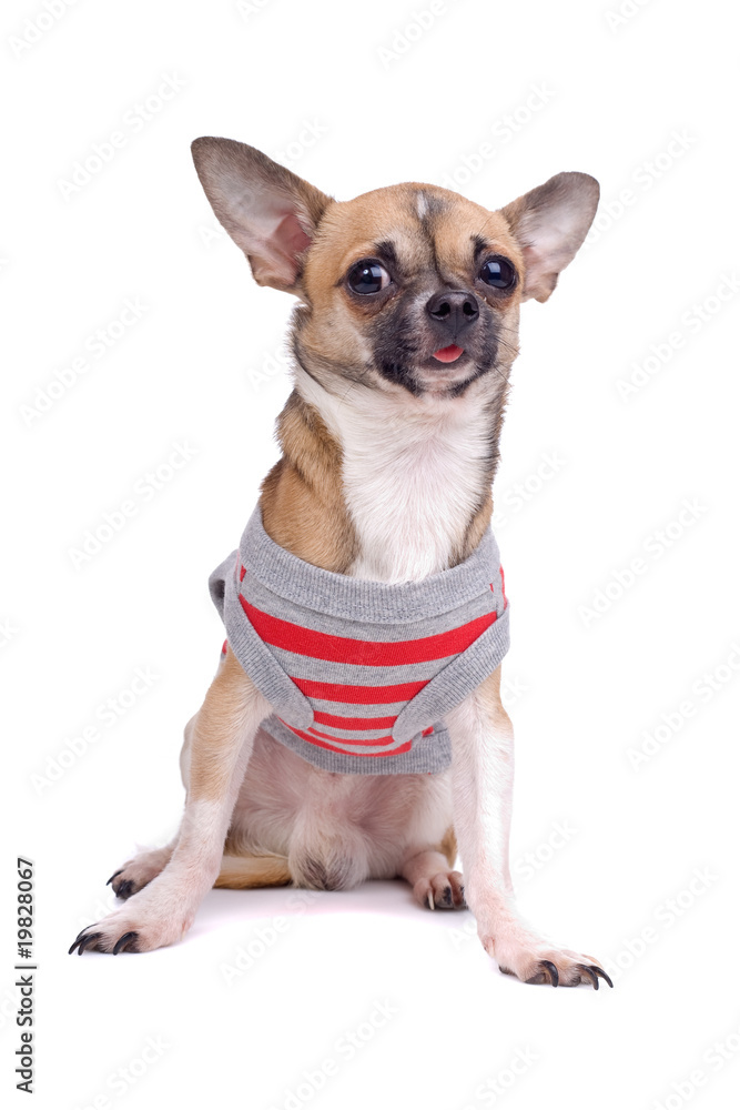 chihuahua dog chihuahua dog