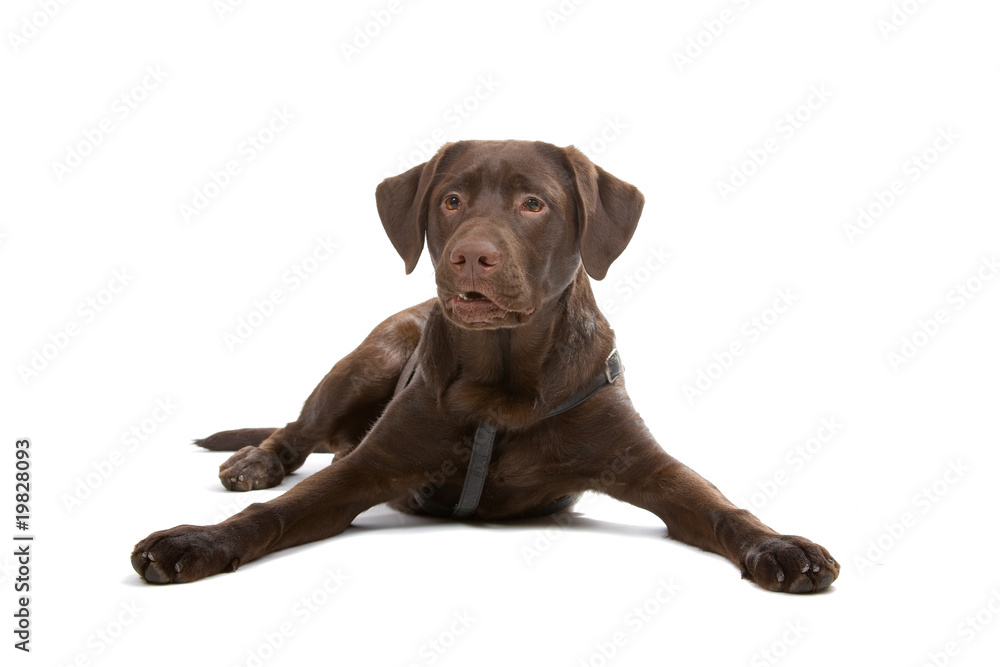 chocolate Labrador isolated on a white background