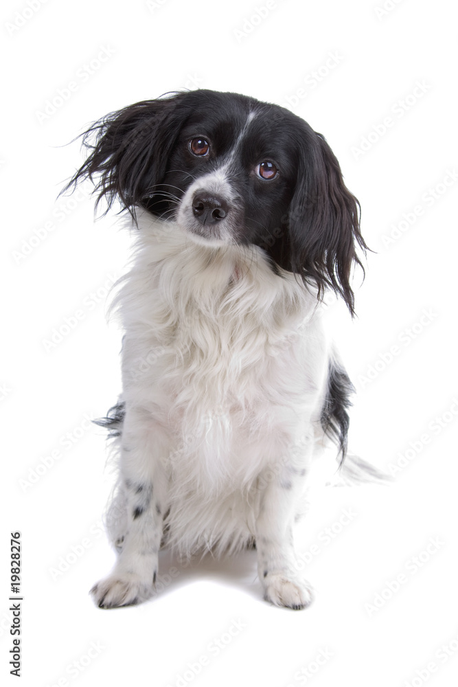 Cavalier King Charles Spaniel Cavalier King Charles Spaniel