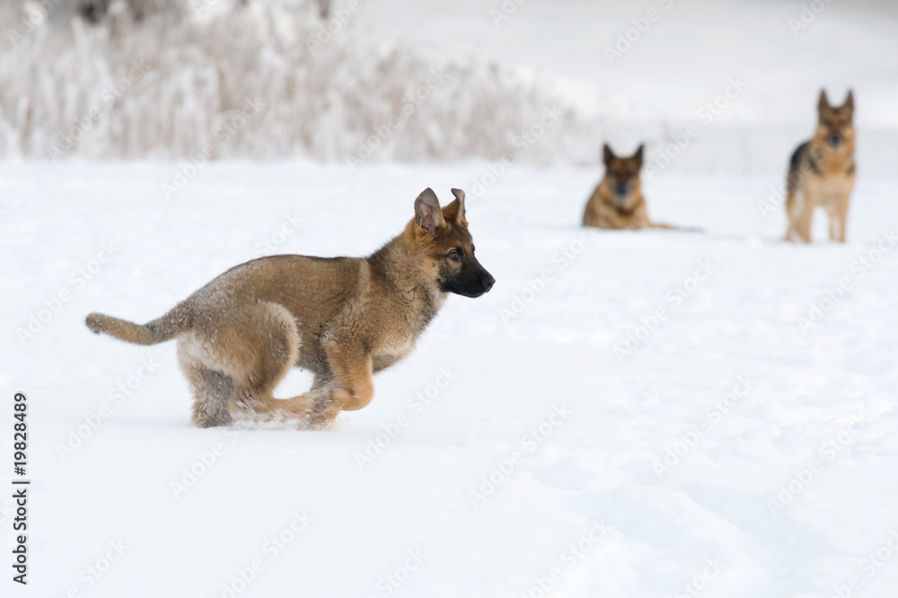 Fototapeta premium running puppy