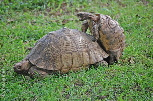 Żółwie igraszki © aigielsk