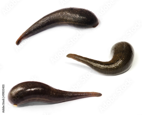 Tablou pe pânză Blood sucking leech.