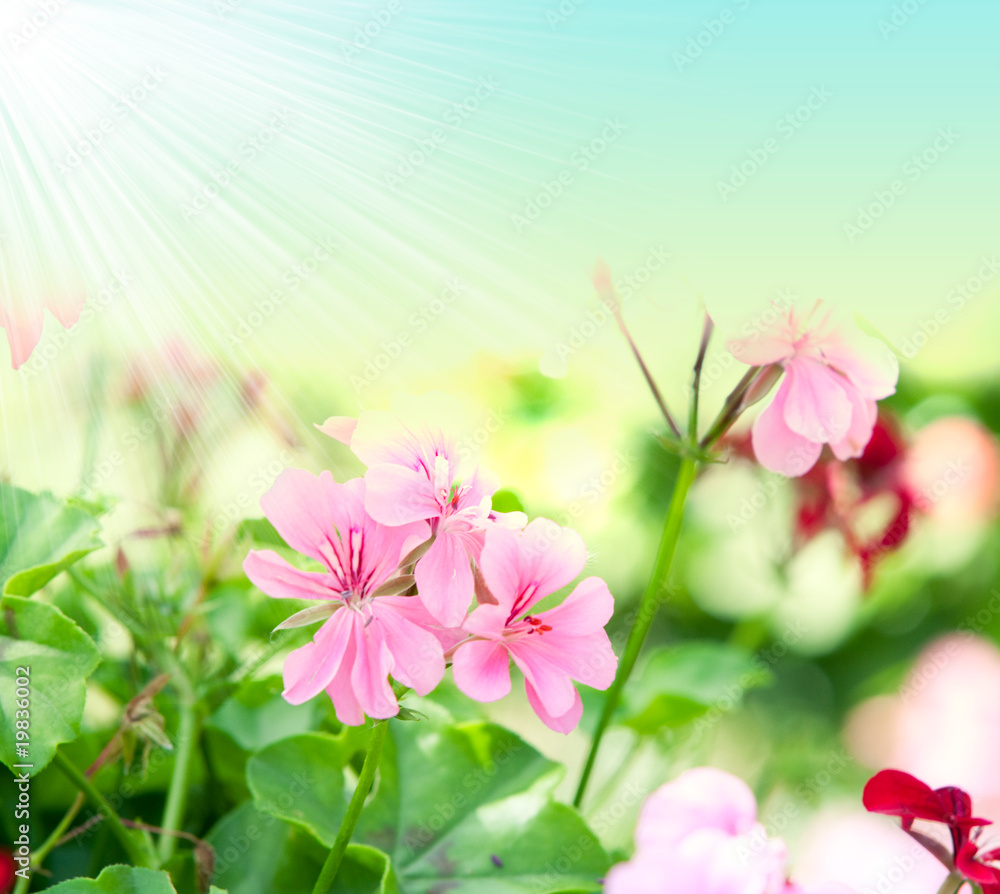 geranium flowers and plants useful as a background geranium flowers and plants useful as a background