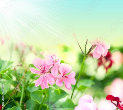 geranium flowers and plants useful as a background