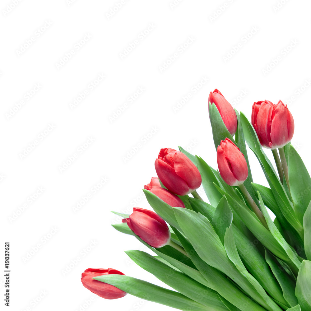 close-up red tulips isolated on white close-up red tulips isolated on white