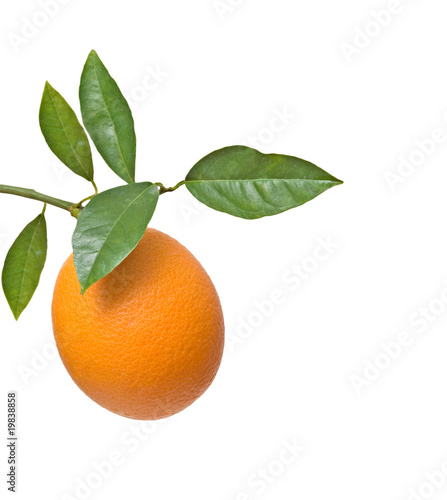 Branch with ripe orange