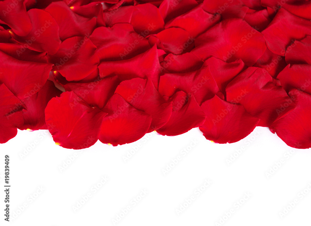 Petals of a rose Petals of a rose
