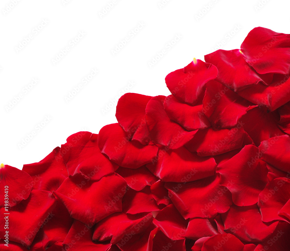 Petals of a rose Petals of a rose