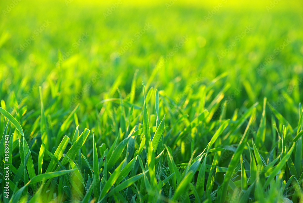 lawn lawn