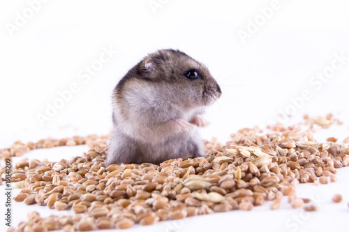 The hamster