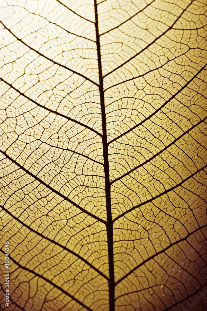 Obraz premium tranparent beauty