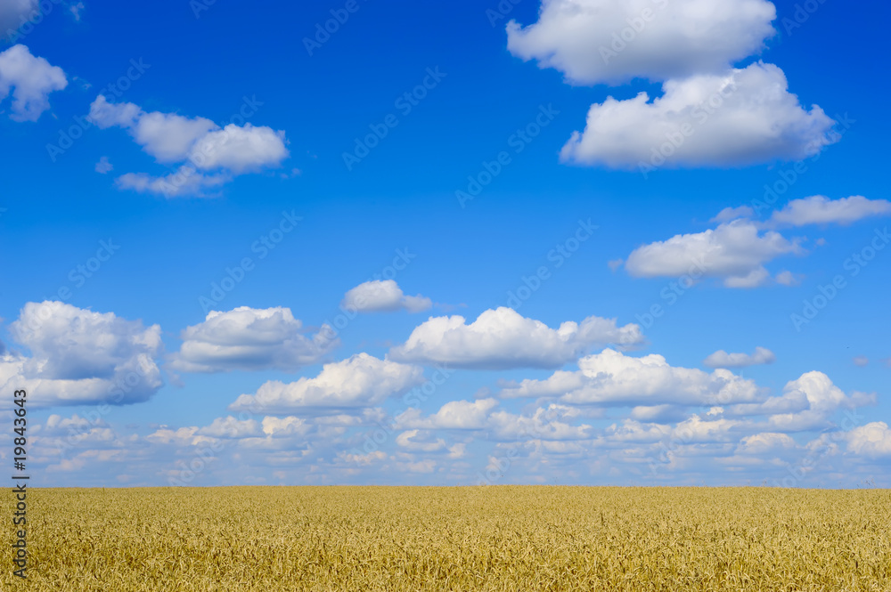Golden wheat landscape